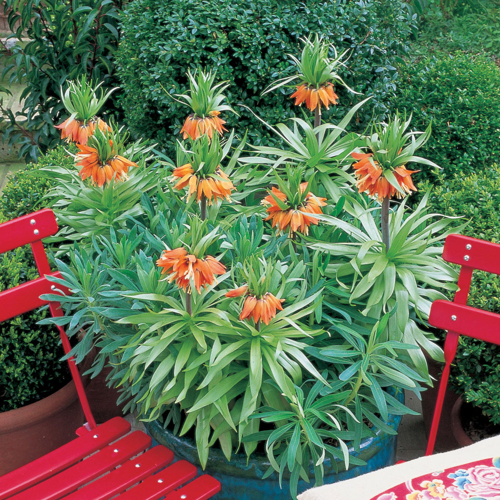 Lote de 3 fritilarias Rubra – Planta de exterior