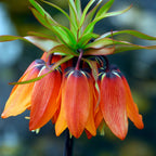 Lote de 3 fritilarias Rubra – Planta de exterior