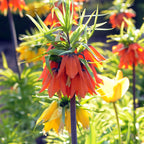 Lote de 3 fritilarias Rubra – Planta de exterior