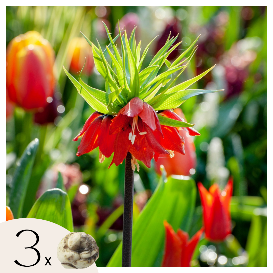Lote de 3 fritilarias Rubra – Planta de exterior