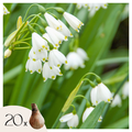 Mezcla de 20 campanillas de verano – Planta de exterior