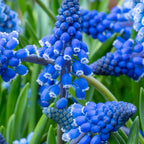 Set of 100 Blue Grapes Muscari – Outdoor Plant