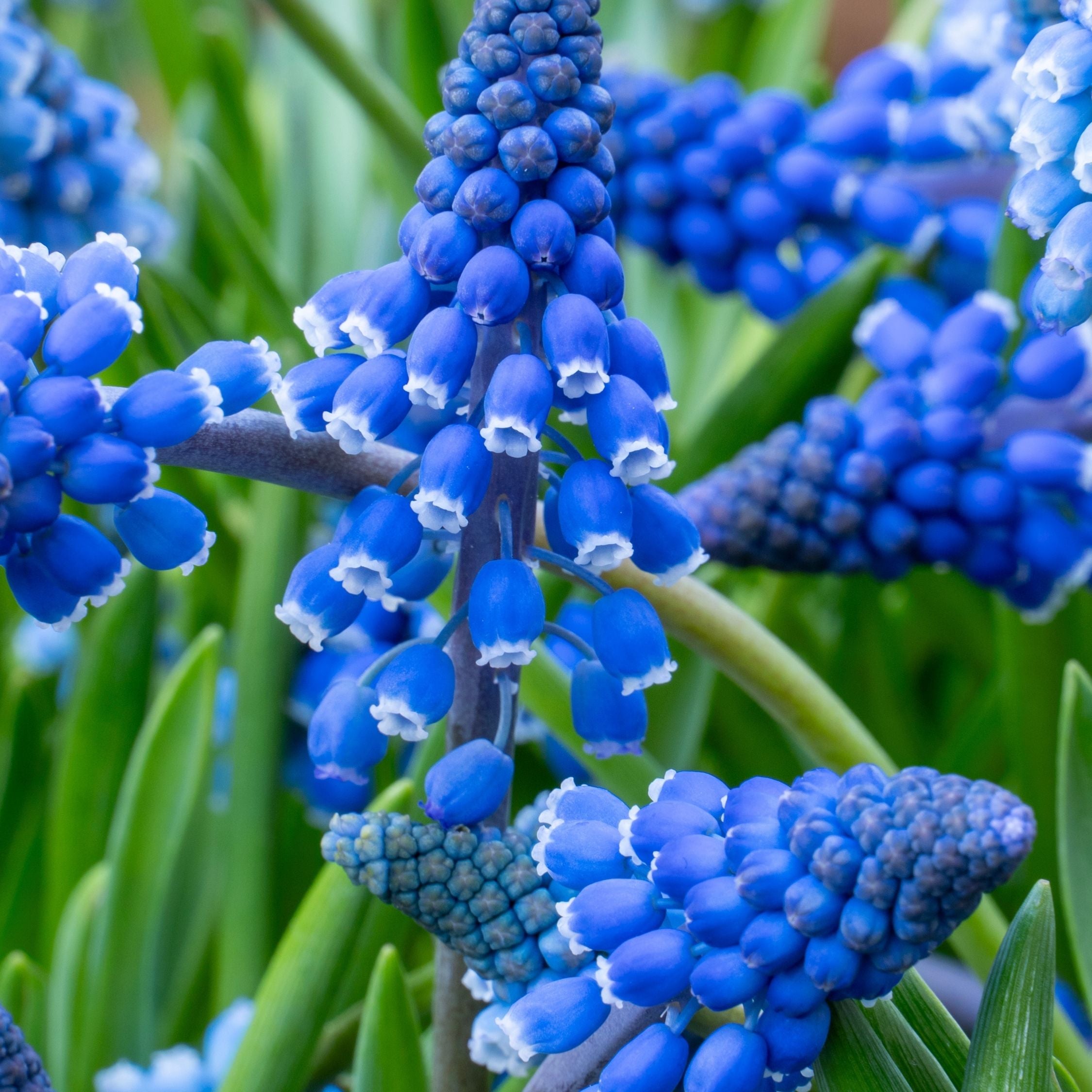 Set of 100 Blue Grapes Muscari – Outdoor Plant