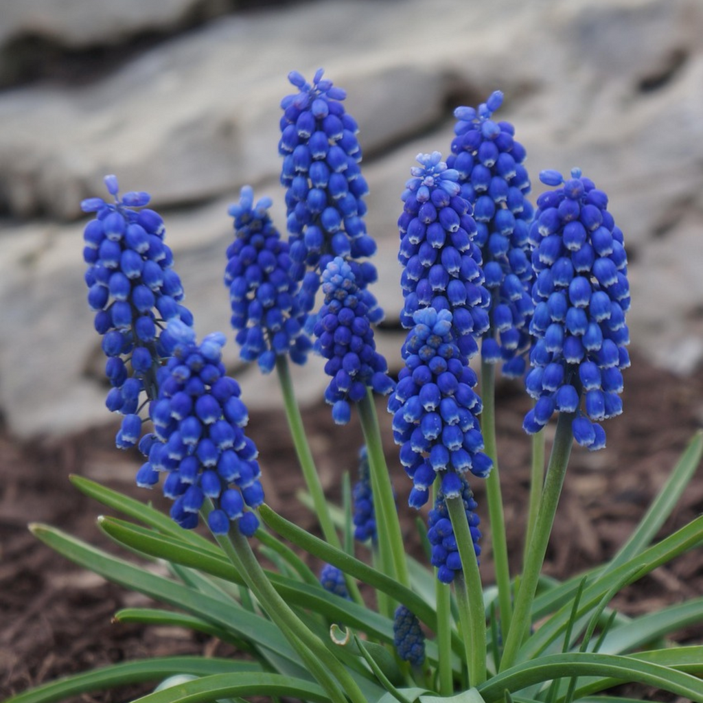 Set of 100 Blue Grapes Muscari – Outdoor Plant