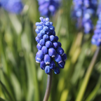 Set of 100 Blue Grapes Muscari – Outdoor Plant