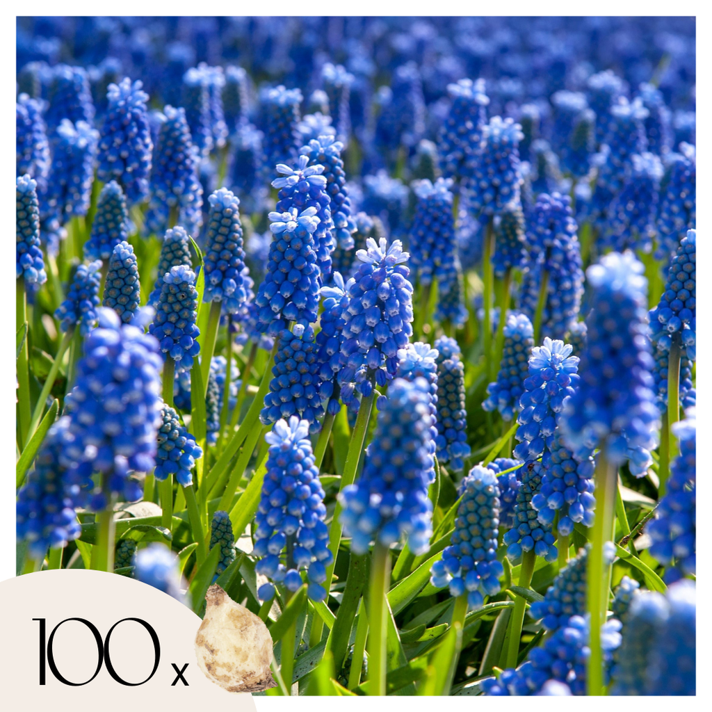 Set of 100 Blue Grapes Muscari – Outdoor Plant