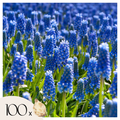 Set of 100 Blue Grapes Muscari – Outdoor Plant