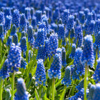 Set of 100 Blue Grapes Muscari – Outdoor Plant