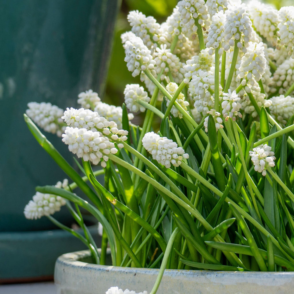 Set Of 50 White Magic Grape Hyacinths – Outdoor Plant