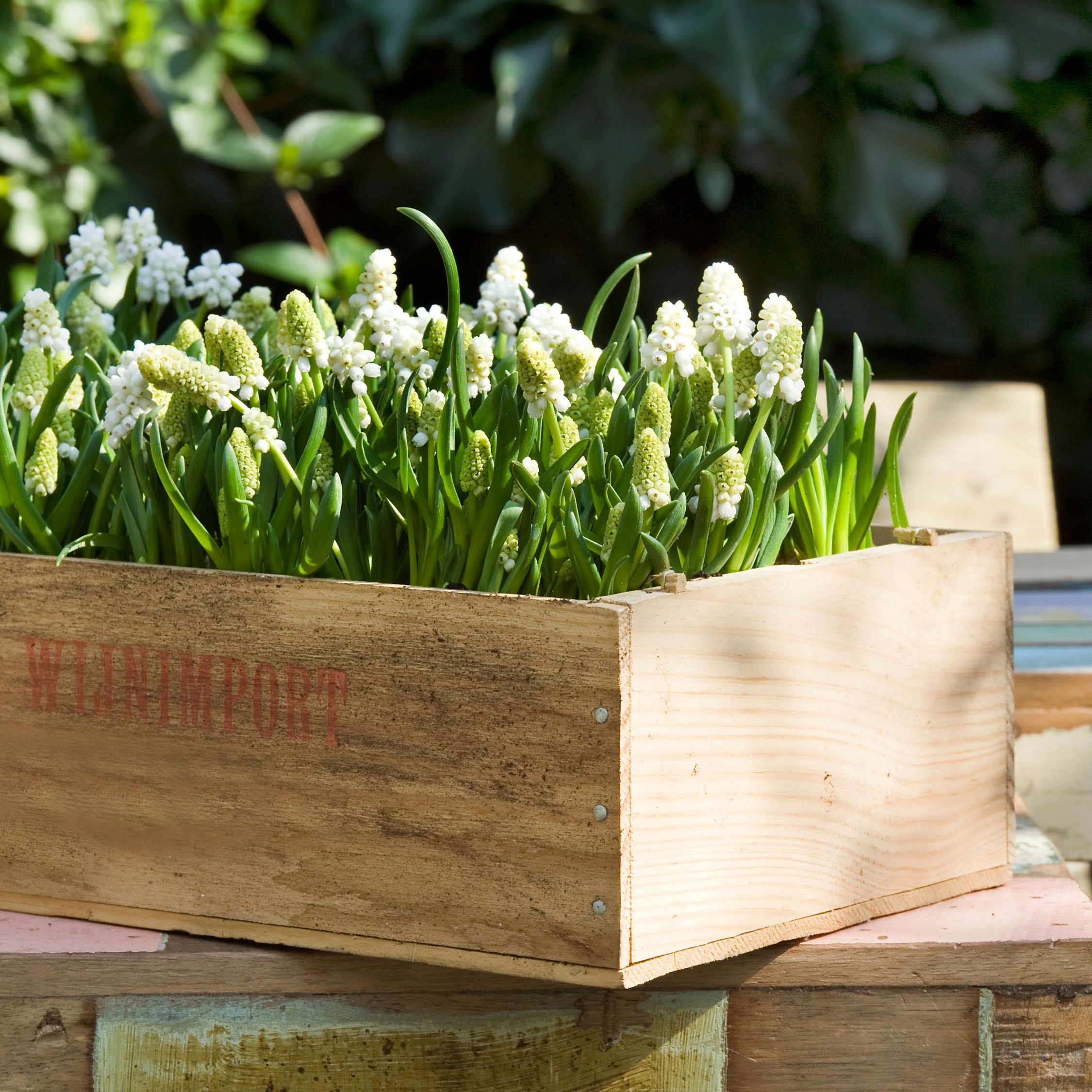 Set Of 50 White Magic Grape Hyacinths – Outdoor Plant