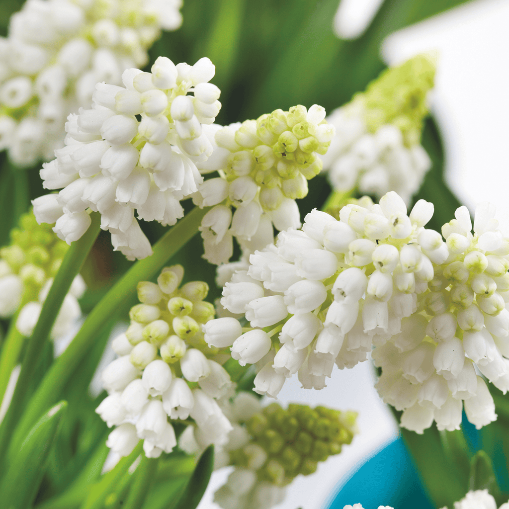 Set Of 50 White Magic Grape Hyacinths – Outdoor Plant