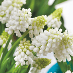 Set Of 50 White Magic Grape Hyacinths – Outdoor Plant