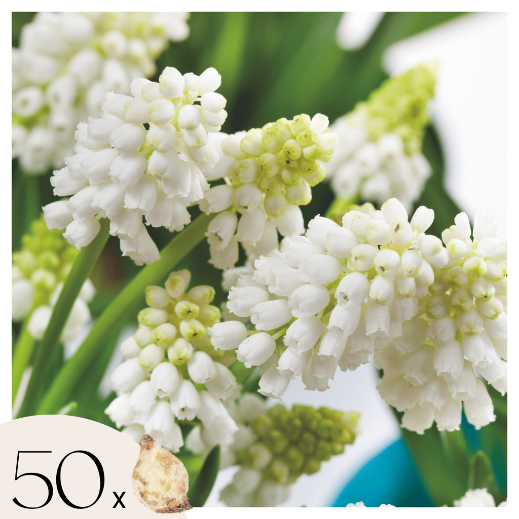 Set Of 50 White Magic Grape Hyacinths – Outdoor Plant