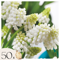 Set Of 50 White Magic Grape Hyacinths – Outdoor Plant