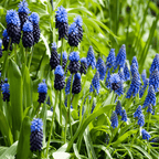 Mezcla de 50 muscaris Magic Mix – Planta de exterior