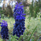 Mezcla de 50 muscaris Magic Mix – Planta de exterior