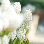 Mezcla de 50 muscaris Magic Mix – Planta de exterior