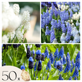 Mezcla de 50 muscaris Magic Mix – Planta de exterior
