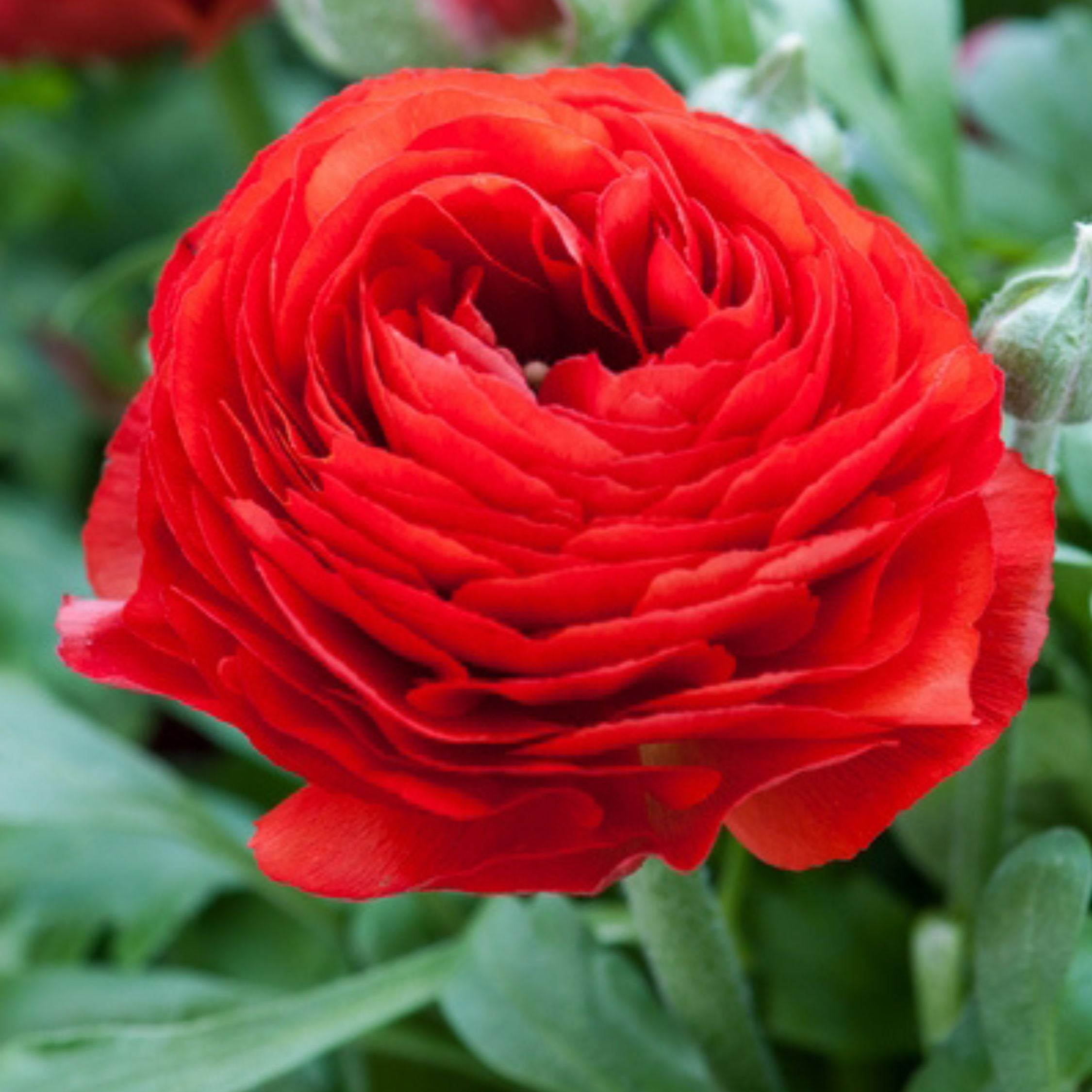 Mélange De 80 Renoncules – Plante D'Extérieur