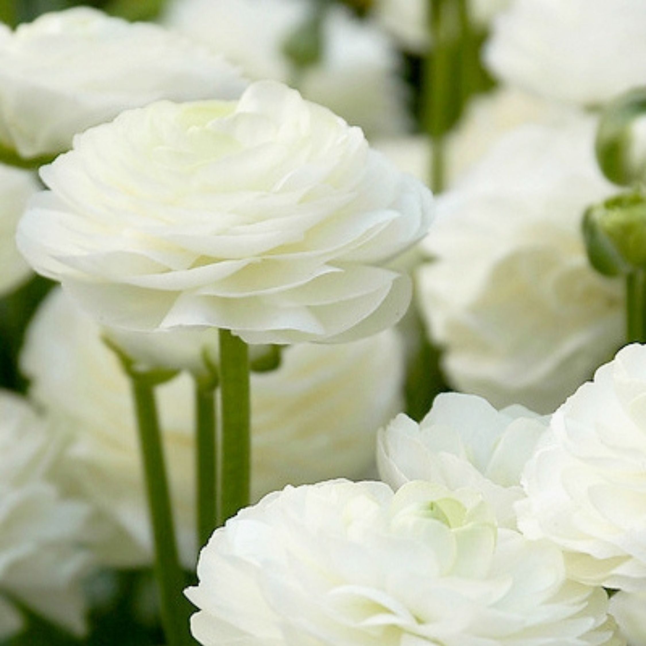 Mélange De 80 Renoncules – Plante D'Extérieur