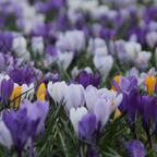 Mix Of 30 Large-Flowering Crocuses – Outdoor Plant