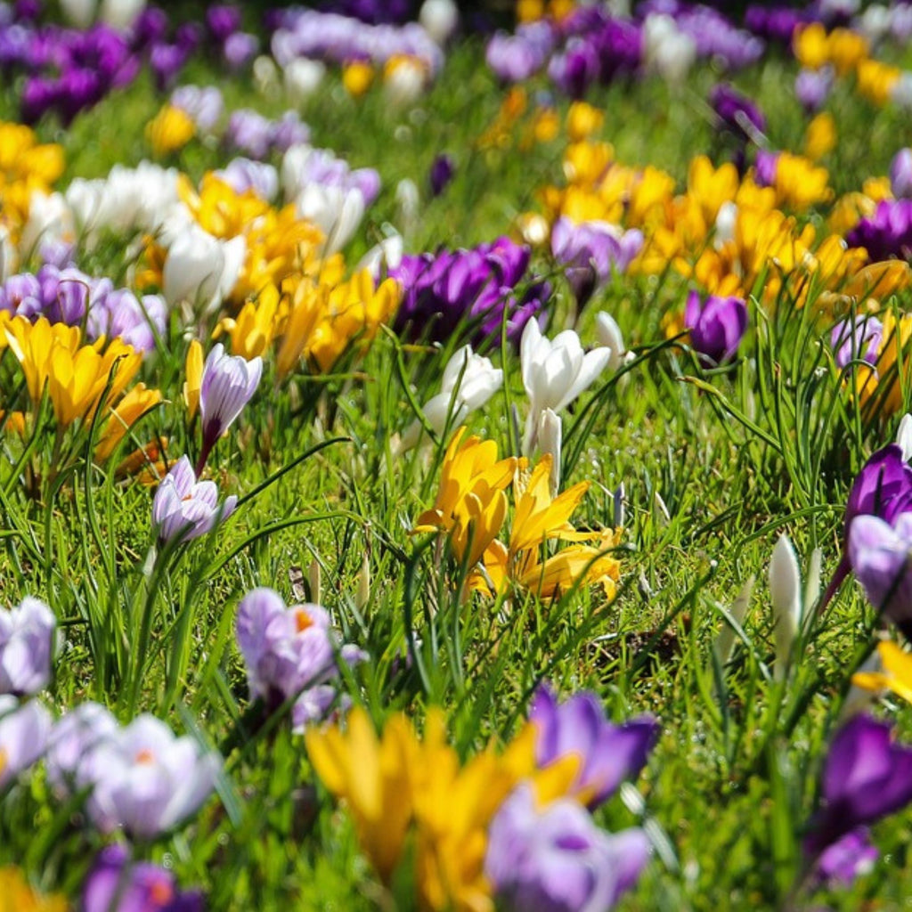Mix Of 30 Large-Flowering Crocuses – Outdoor Plant