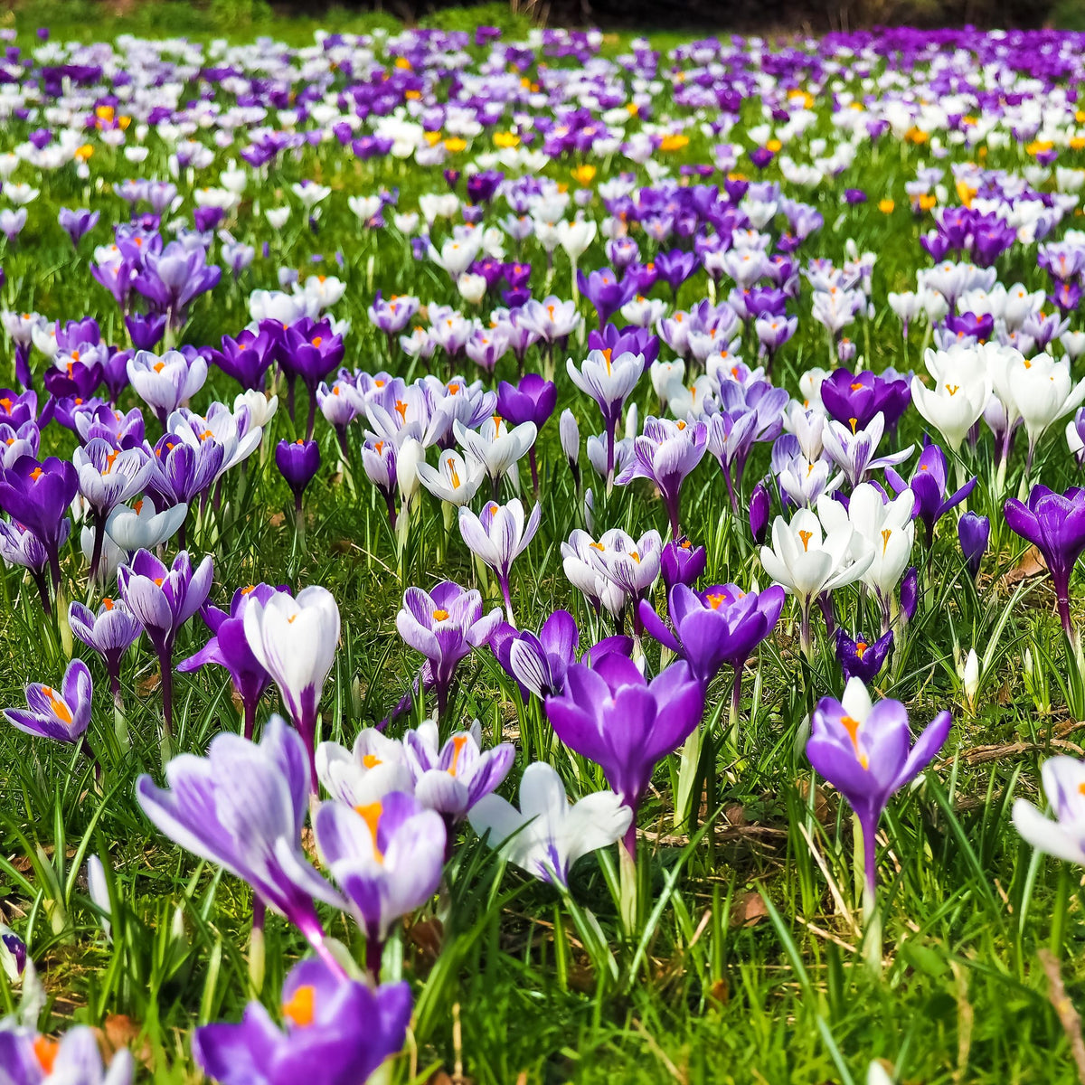 Mix Of 30 Large-Flowering Crocuses – Outdoor Plant