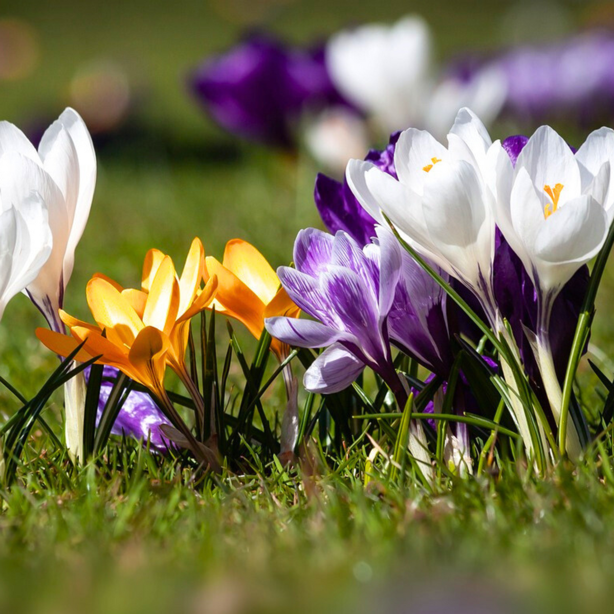 Mix Of 30 Large-Flowering Crocuses – Outdoor Plant