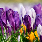 Mix Of 30 Large-Flowering Crocuses – Outdoor Plant