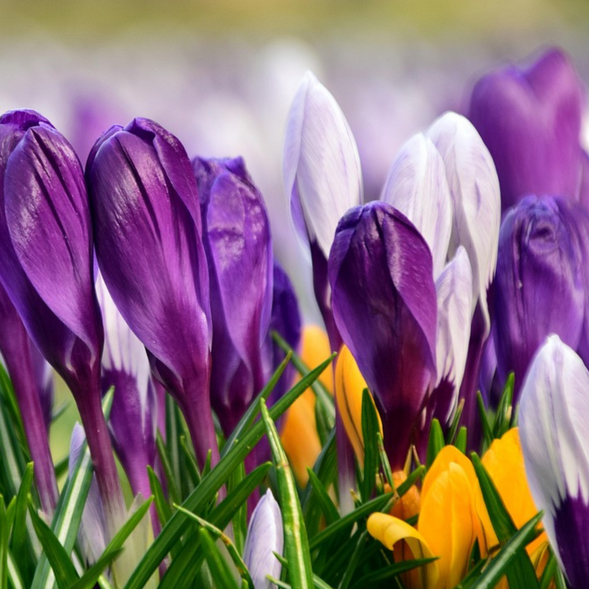 Mix Of 30 Large-Flowering Crocuses – Outdoor Plant