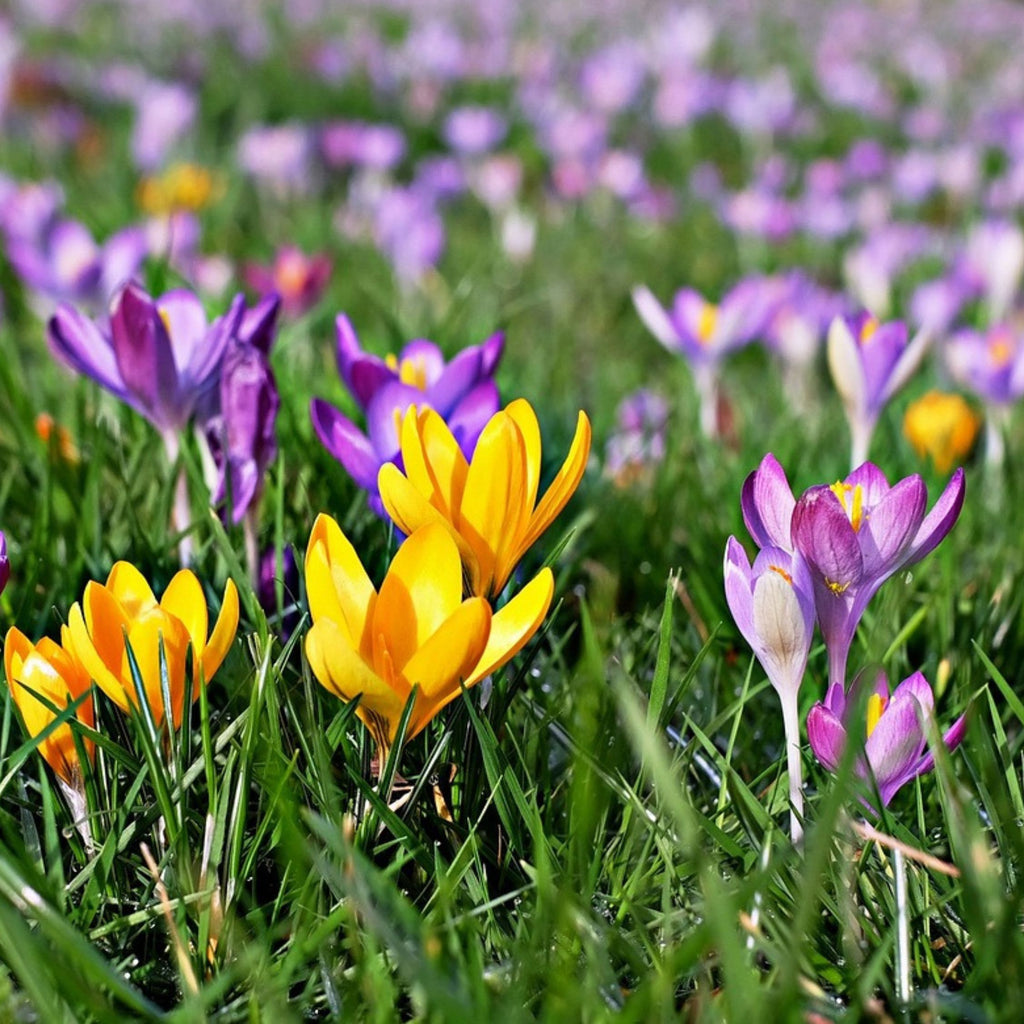 Mix Of 30 Large-Flowering Crocuses – Outdoor Plant