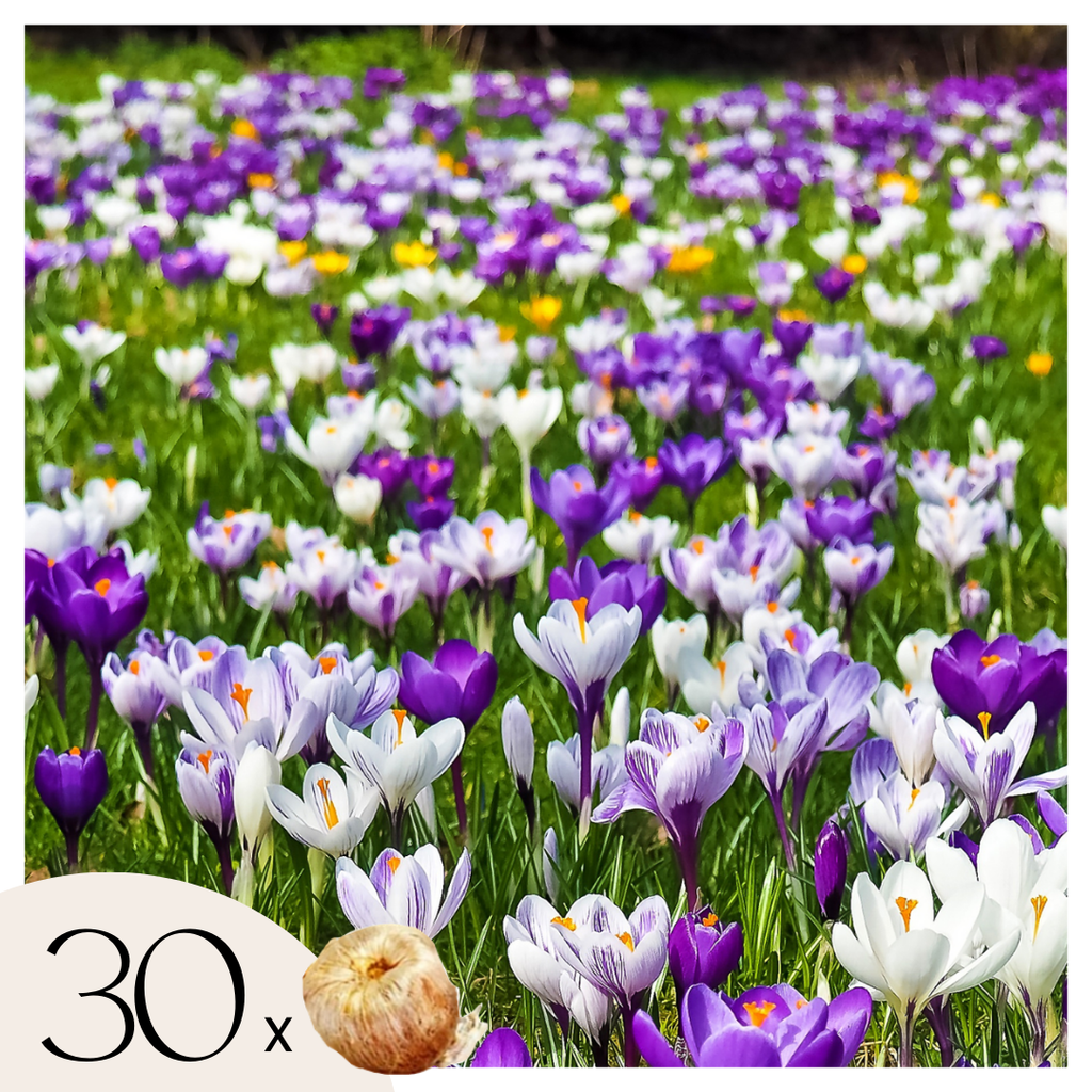 Mix Of 30 Large-Flowering Crocuses – Outdoor Plant