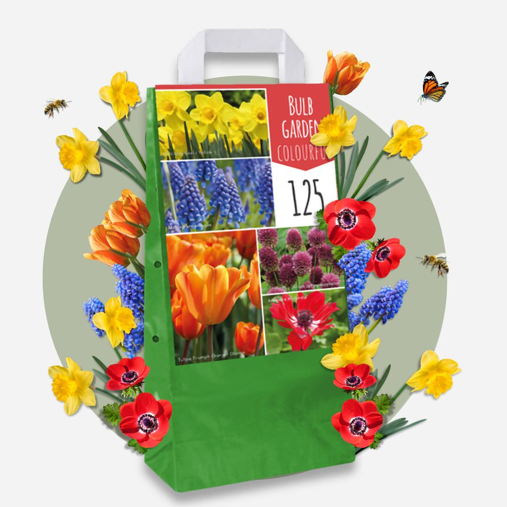 Mezcla de 125 bulbos Colourful – Planta de exterior