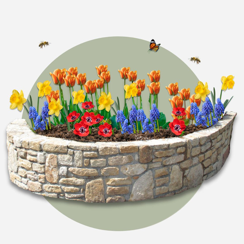 Mezcla de 125 bulbos Colourful – Planta de exterior