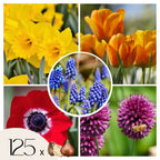 Mezcla de 125 bulbos Colourful – Planta de exterior