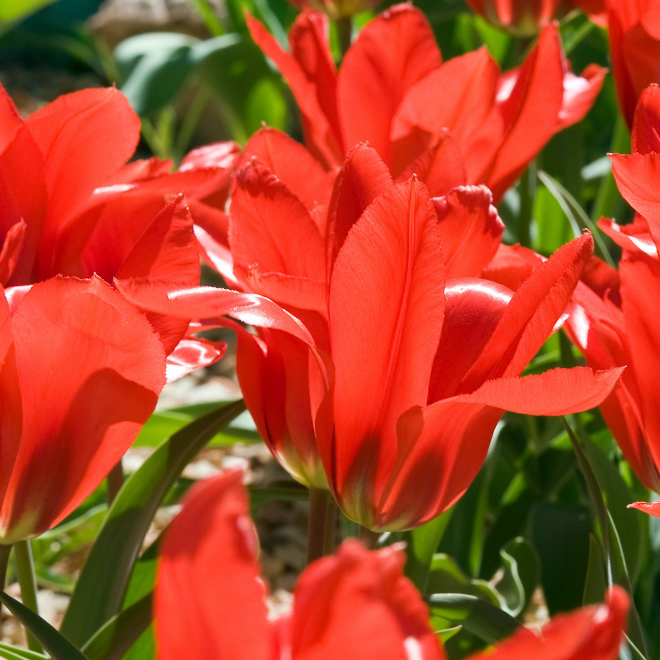 Mélange De 125 Bulbes De Hollande – Plante D'Extérieur