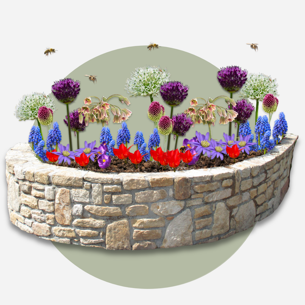 Mezcla de 80 bulbos Happy Bee – Planta de exterior