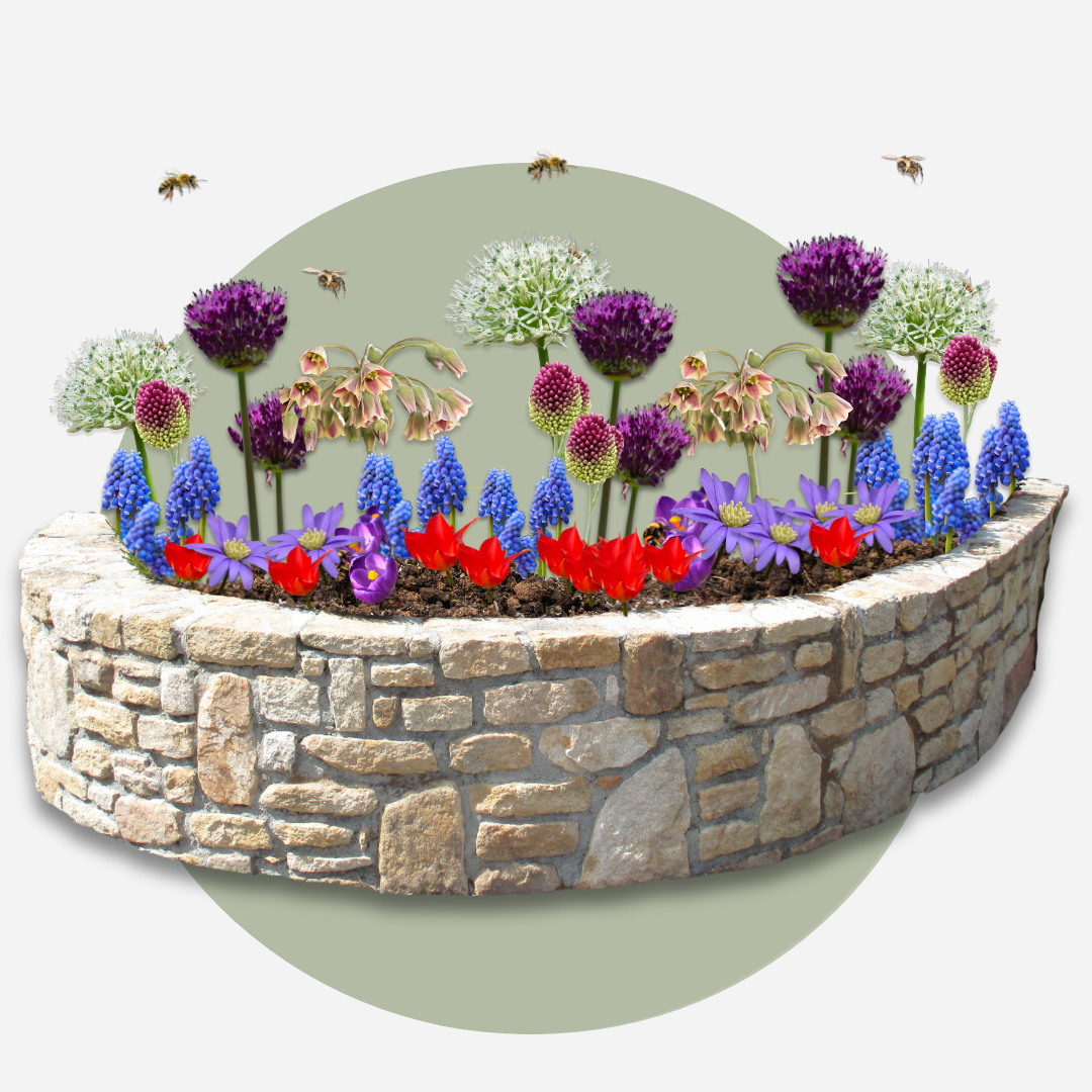 Mezcla de 80 bulbos Happy Bee – Planta de exterior