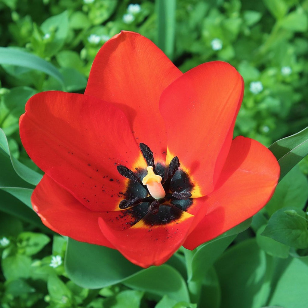 Mezcla de 80 bulbos Happy Bee – Planta de exterior