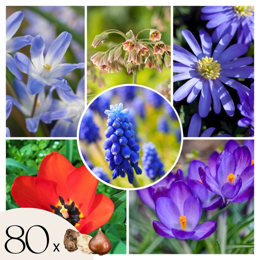 Mezcla de 80 bulbos Happy Bee – Planta de exterior