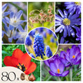 Mezcla de 80 bulbos Happy Bee – Planta de exterior