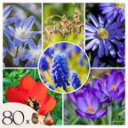 Mezcla de 80 bulbos Happy Bee – Planta de exterior