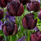 Set of 15 Black Hero Tulips – Outdoor Plant