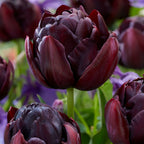 Set of 15 Black Hero Tulips – Outdoor Plant