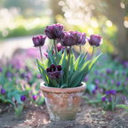 Set of 15 Black Hero Tulips – Outdoor Plant