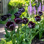 Set of 15 Black Hero Tulips – Outdoor Plant