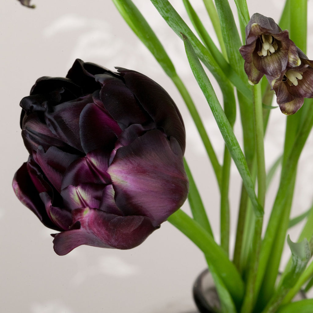 Set of 15 Black Hero Tulips – Outdoor Plant