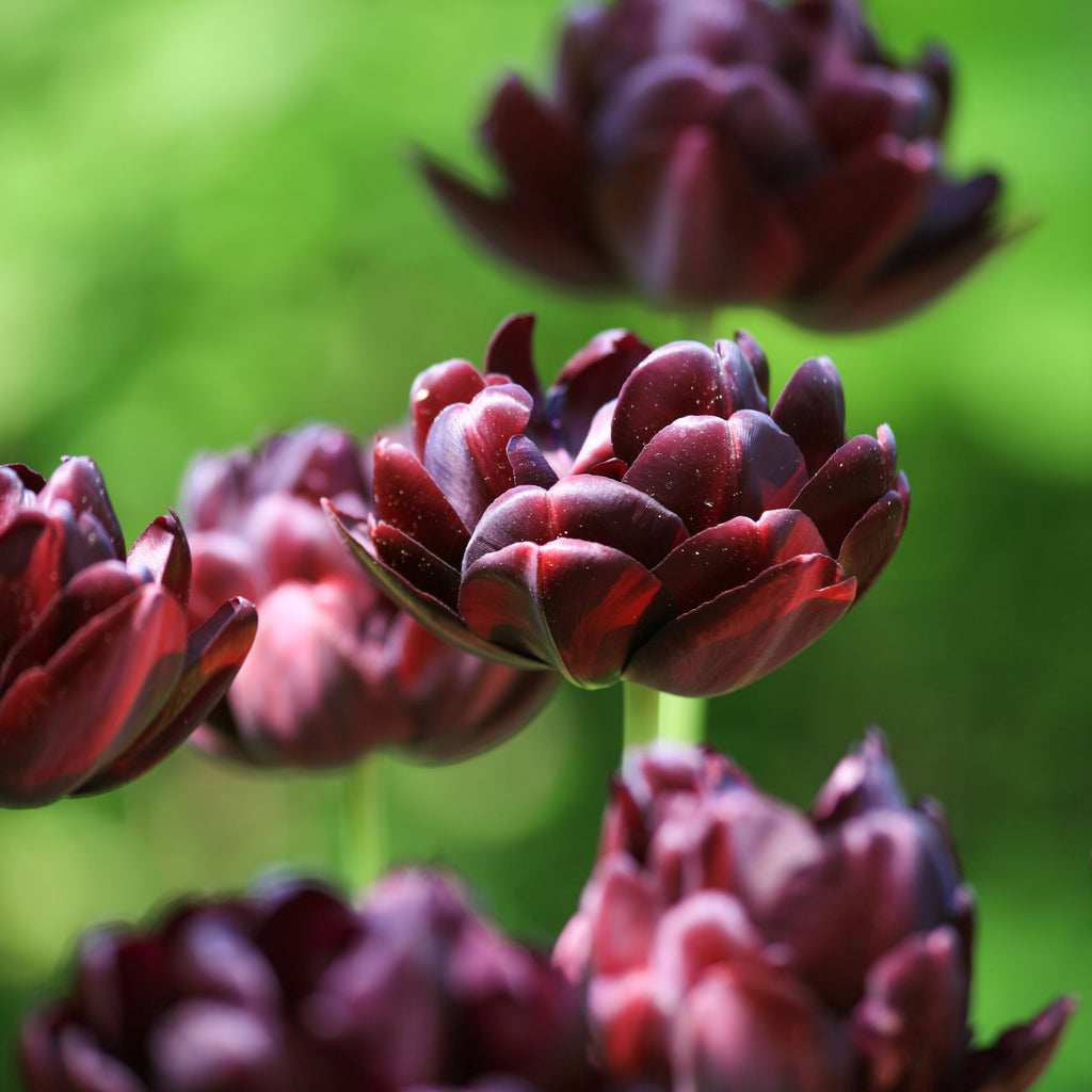 Set of 15 Black Hero Tulips – Outdoor Plant