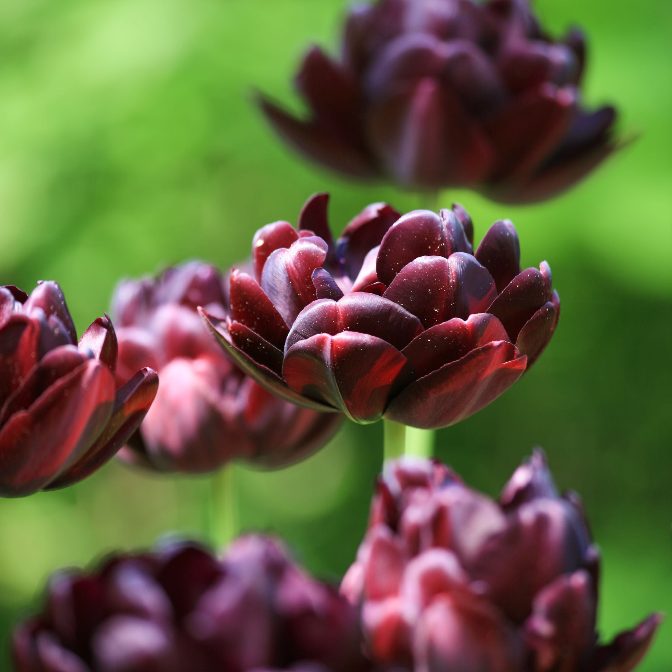 Set of 15 Black Hero Tulips – Outdoor Plant