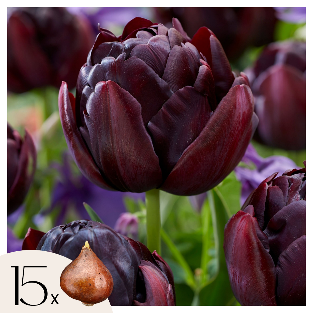 Set of 15 Black Hero Tulips – Outdoor Plant